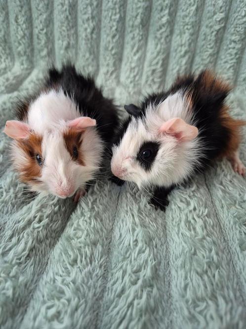 2 superleuke Borstel Cavia's. Driekleur., Dieren en Toebehoren, Knaagdieren, Mannelijk, Cavia, Juli, Tam