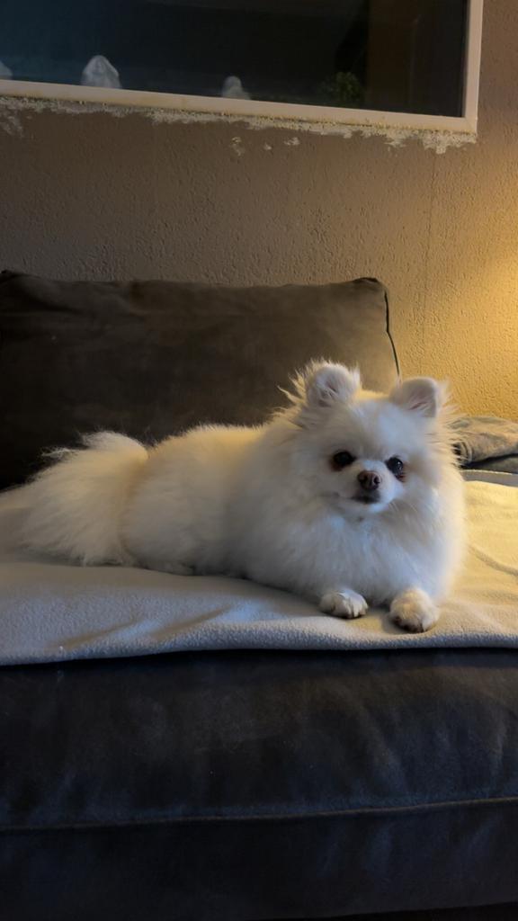 Super lieve pomeriaan teefje, Dieren en Toebehoren, Honden | Niet-rashonden, Teef, Particulier, Eén hond, Nederland, 3 tot 5 jaar