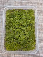drijfplant Salvinia minima, Ophalen