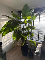 Grote Strelitzia, Huis en Inrichting, Kamerplanten, Ophalen, Overige soorten, Volle zon, 200 cm of meer