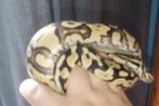 slang, Dieren en Toebehoren, Reptielen en Amfibieën, Slang, Tam, 0 tot 2 jaar