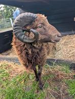 Ouessant ram, 1,5 jaar oud., Dieren en Toebehoren, Schapen, Geiten en Varkens, Mannelijk, Schaap