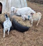 2 jonge Nubische bokjes en 1 dwergbokje, Dieren en Toebehoren, Schapen, Geiten en Varkens, Meerdere dieren, Geit, 0 tot 2 jaar