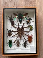 Taxidermie opgezette insecten en spin, Verzamelen, Opgezet dier, Ophalen of Verzenden, Zo goed als nieuw, Insect