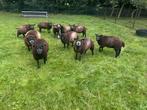 Blauwe texelaar ram lammeren zwoeger/scrapie vrij, Dieren en Toebehoren, Mannelijk, Schaap