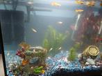Superfish aquarium start 30 inclusief guppies, Dieren en Toebehoren, Vissen | Aquaria en Toebehoren, Ophalen, Zo goed als nieuw