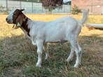 Boergeit bokje van 01-05-2025, Dieren en Toebehoren, Schapen, Geiten en Varkens, Mannelijk, Geit, 0 tot 2 jaar