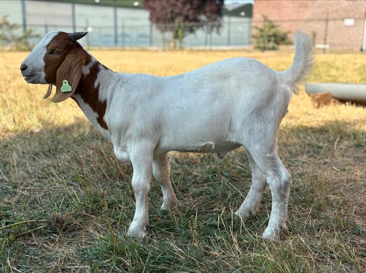 Boergeit bokje van 01-05-2025, Dieren en Toebehoren, Schapen, Geiten en Varkens, Geit, Mannelijk, 0 tot 2 jaar
