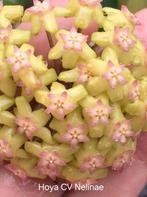 Hoya cv Nelinae nr 3, Overige soorten, In pot, Minder dan 100 cm, Bloeiende kamerplant