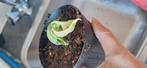 Hoya compacta, Huis en Inrichting, Kamerplanten, Ophalen of Verzenden, Halfschaduw, Minder dan 100 cm