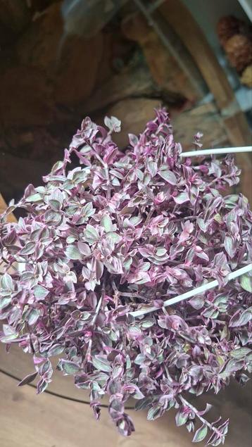Callisia repens Pink beschikbaar voor biedingen