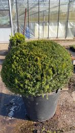 taxus bollen, Tuin en Terras, Planten | Struiken en Hagen, Ophalen, Taxus, Struik, Minder dan 100 cm