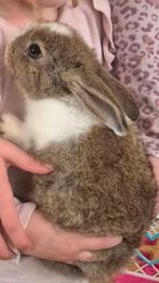 Konijn gratis afhalen , Amsterdam centrum