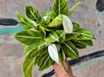 Spathiphyllum Silver Streak p17, Ophalen of Verzenden, Overige soorten, Minder dan 100 cm