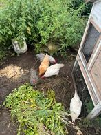 4 kippen en 1 haan te koop, Dieren en Toebehoren, Pluimvee, Meerdere dieren, Kip