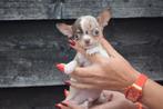 Chihuahua pups, Dieren en Toebehoren, Honden | Chihuahua's en Gezelschapshonden, Rabiës (hondsdolheid), 15 weken tot 1 jaar, Buitenland