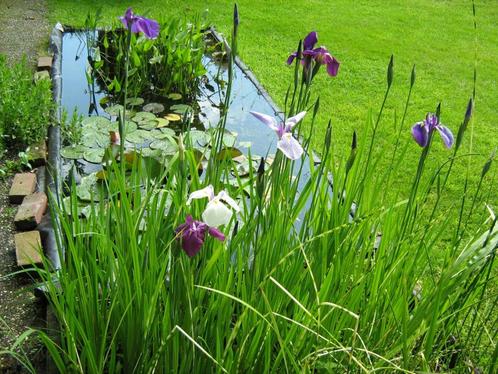 Bij uw vijverplanten kikkerbeet gratis! Hoornblad gratis!, Tuin en Terras, Vijvers, Nieuw, Ophalen