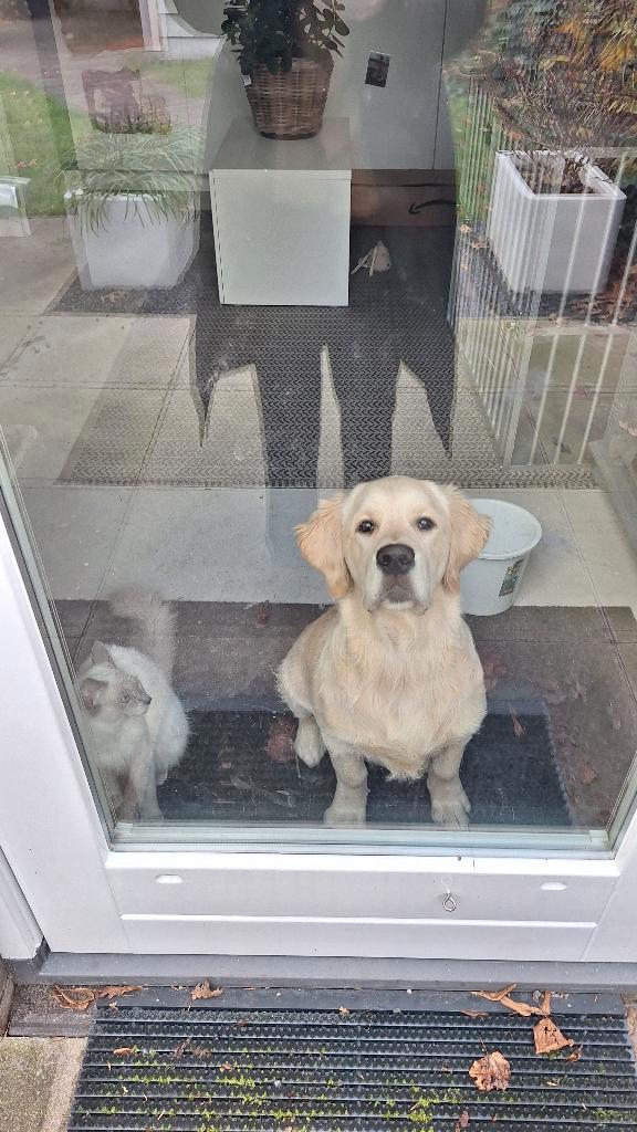 Super lieve knappe blue point langharige blauwe rus, kater, Dieren en Toebehoren, Katten en Kittens | Raskatten | Langhaar, Kater