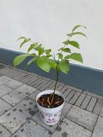 Jonge walnootboom of notelaar 50 cm, Tuin en Terras, Planten | Bomen, Ophalen, Volle zon, Overige soorten, Minder dan 100 cm