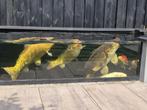 Japanse Koi, Dieren en Toebehoren, Vissen | Vijvervissen