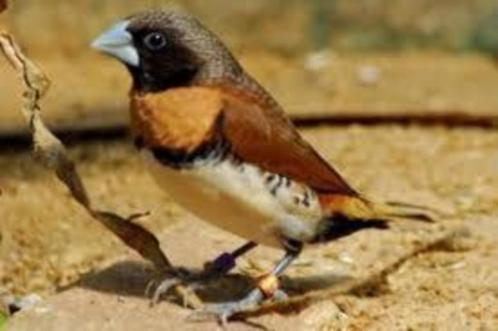 Te koop Bruinborstrietvinken [Loncura castaneothorax], Dieren en Toebehoren, Vogels | Overige Vogels, Tropenvogel, Meerdere dieren