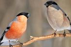 Gezocht europese goudvinken, Dieren en Toebehoren, Meerdere dieren, Wildzangvogel