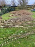 Wilgentakken gratis af te halen, Tuin en Terras, Planten | Bomen, Ophalen, Volle zon, Overige soorten