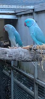 Koppel Halsbandparkieten, Meerdere dieren, Parkiet
