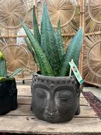Boeddha-pot met plant, Huis en Inrichting, Ophalen, Overige soorten, Minder dan 100 cm