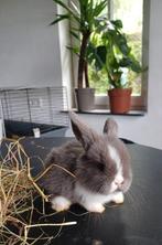 Lieve Nederlandse Hangoor Dwergkonijntjes te koop, Dieren en Toebehoren, Konijnen, Meerdere dieren, Dwerg, Hangoor