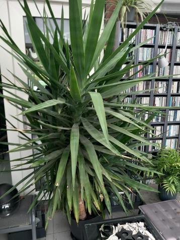 Yucca groot beschikbaar voor biedingen