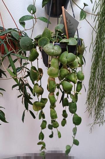 Dischidia Platyphylla + Nummelaria hele planten (Hoya fam.) beschikbaar voor biedingen
