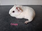 Cavia zeugjes gladhaar tdd, Dieren en Toebehoren, Knaagdieren, Oktober, Vrouwelijk, Cavia