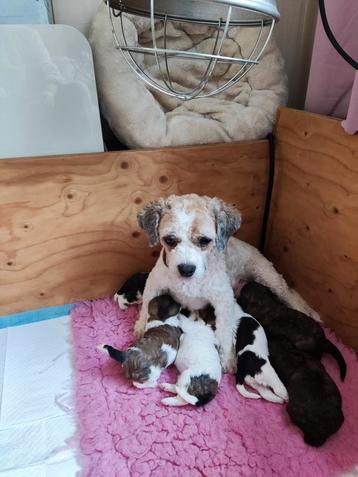 Super mooie mini doodle/maltipoo X toy poedel beschikbaar voor biedingen