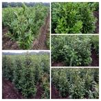 Laurier prunus genolia Portugese laurier Rotundifolia novita, Ophalen of Verzenden, Laurier, Struik, 100 tot 250 cm