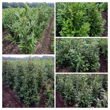 Laurier prunus genolia Portugese laurier Rotundifolia novita beschikbaar voor biedingen