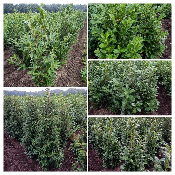 Laurier prunus genolia Portugese laurier Rotundifolia novita, Tuin en Terras, Planten | Struiken en Hagen, Struik, Laurier, 100 tot 250 cm