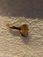 ACTIE (jong) Kweektrio Halfblack Any colour guppen voor €10, Dieren en Toebehoren, Vissen | Aquariumvissen, Vis