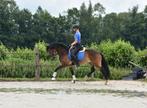 Gave E en D pony's, Minder dan 160 cm, Gechipt, Ruin, Dressuurpaard