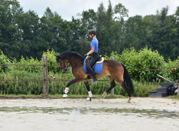 Gave E en D pony's beschikbaar voor biedingen