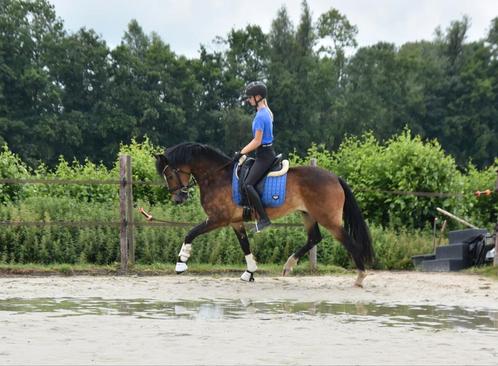 Gave E en D pony's, Dieren en Toebehoren, Paarden, Ruin, L, Minder dan 160 cm, 3 tot 6 jaar, Dressuurpaard, Met stamboom, Gechipt