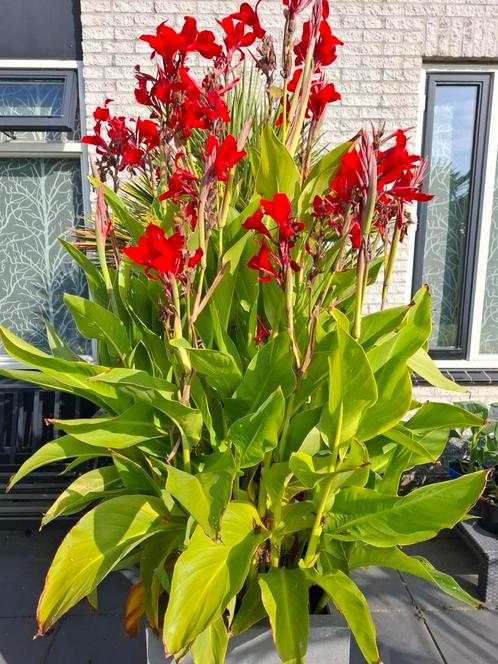 Canna rood, jonge stekken, Tuin en Terras, Planten | Tuinplanten, Overige soorten, Volle zon, Zomer, Ophalen