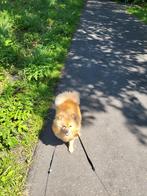 Pomeriaan keeshond 6 jaar oud, Dieren en Toebehoren, 6 jaar of ouder, Teef, Eén hond, Nederland