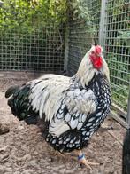 Goed plekje gezocht voor onze Wyandotte haan, Dieren en Toebehoren, Pluimvee, Mannelijk, Kip