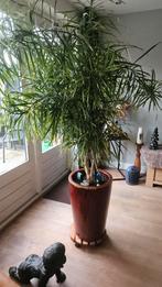 Kamerplant in pot, Ophalen of Verzenden