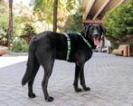 Cooper, Parvo, Particulier, Reu, Buitenland