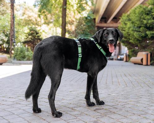 Cooper, Dieren en Toebehoren, Honden | Niet-rashonden, Middel, Reu, Particulier, Eén hond, Buitenland, 3 tot 5 jaar, Parvo