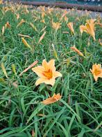 Hemrocallis Bonanza daglelie p9 vasteplant tuinplant, Tuin en Terras, Planten | Tuinplanten, Ophalen, Overige soorten