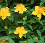 Hertshooi, vaste plant, Ophalen of Verzenden, Zomer, Overige soorten, Volle zon