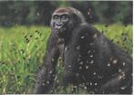 Westerse laaglandgorilla - 23020, Ophalen of Verzenden, 1980 tot heden, Ongelopen, Wild dier